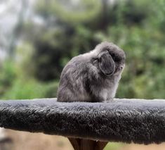 a small gray and white animal sitting on top of a bench