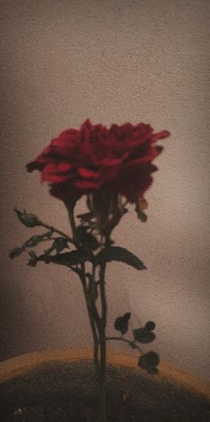 Blurred picture. Grainy rose picture. Brown core Single Rose Aesthetic, Red Rose Tattoo Design, Rose Flowers Drawing, Romantic Sketches, Realistic Rose Drawing, Decoration Craft Ideas, Pot Drawing, Yellow Core, Aesthetic Rose