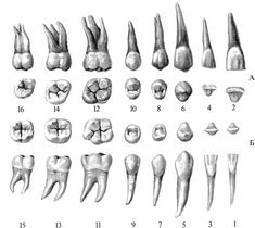 Постоянные зубы Dental Assistant Study, Teeth Anatomy, Dental World, Dental Aesthetics, Dental Photography, Dentistry Student, Kedokteran Gigi