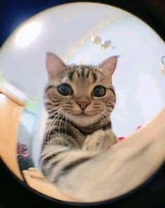 cats gato fish kitten fisheye Meme Chat, Funny Looking Cats, Cute Small Animals, Dessin Adorable