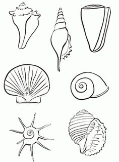 some sea shells are drawn in black and white, with one shell facing the viewer