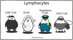 three different types of lymphoctes