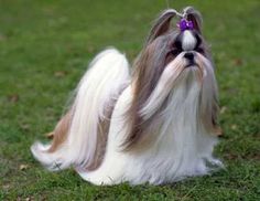 a small dog sitting on top of a lush green field