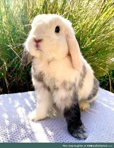 a small rabbit sitting on top of a table next to some grass and bushes in the background