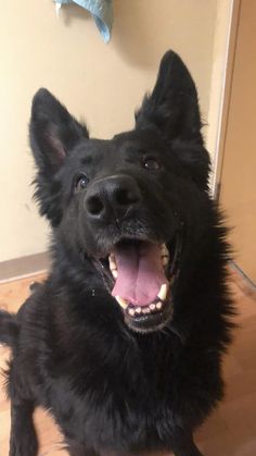 a black dog sitting on the floor with its mouth open and it's tongue out