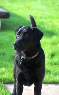 a black dog standing on top of a lush green grass covered park area next to a bench