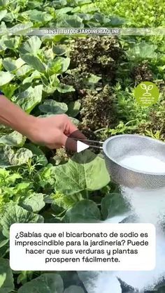 a person is using a strainer in a garden