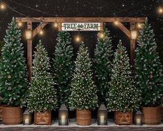 christmas trees are lined up in front of a sign that says tree farm