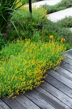 yellow flowers are growing in the middle of a wooden decked area with green grass