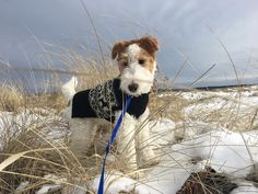 a dog wearing a sweater standing in the snow with his leash tied to it's neck