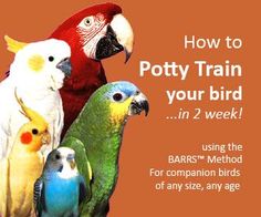 a group of parrots sitting next to each other with the words how to potty train your bird in 2 week