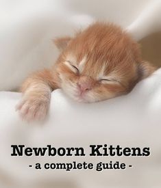 a small kitten sleeping on top of a white blanket with the caption newborn kittens a complete guide