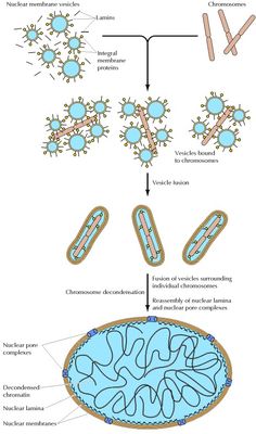 the structure of an animal cell