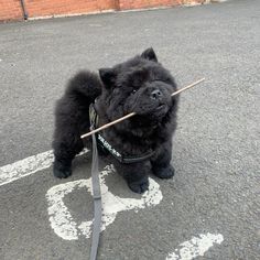 a small black dog with a stick in its mouth on a leash standing on the street