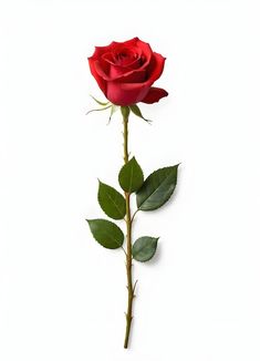 a single red rose with green leaves on a white background