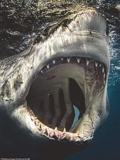 a shark with it's mouth open and its teeth wide open in the water