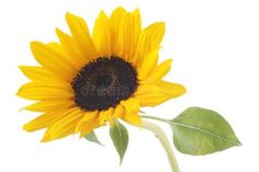 a single sunflower with green leaves on a white background stock photos, images and clippings