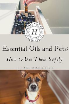 a dog sitting on the floor next to an open box with essential oils and pets how to use them safely