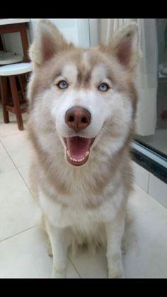 a close up of a dog on a tile floor with its mouth open and tongue out