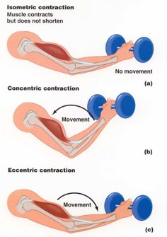 the muscles and their functions are shown in this diagram, which shows how they move