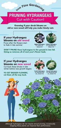 the benefits of pruning hydrangeas for your garden info poster with instructions