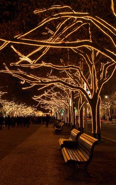 a row of benches sitting next to each other on a sidewalk covered in trees with lights