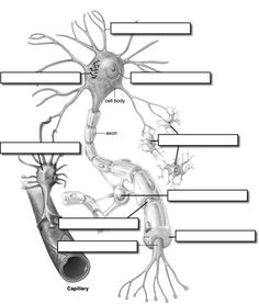 an image of a labelled diagram of the human nervous system with labels labeled in black and white