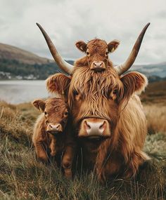 two brown cows standing next to each other on a grass covered field with mountains in the background