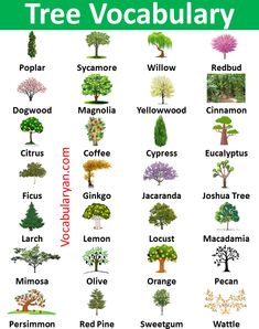 tree vocabulary poster with different types of trees