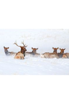 a herd of deer standing next to each other in the snow