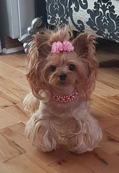 a small brown dog with a pink bow on its head sitting on the wooden floor