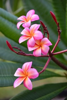 pink flowers with green leaves in the background