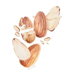 a drawing of nuts on a white background with the kernels peeled and unpeeled