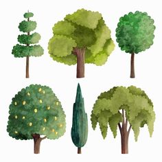 four different types of trees on a white background