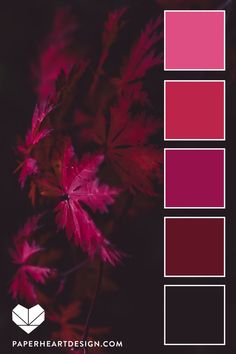 the color palette is red and purple, with some pink leaves in it's center