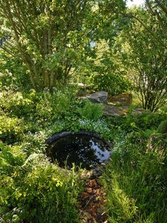 a small pond surrounded by trees and plants