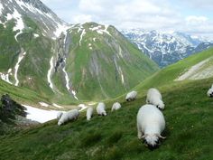 several white sheep grazing on the side of a mountain with snow capped mountains in the background