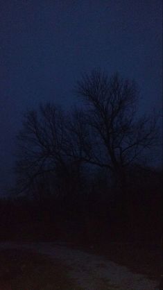 a dark forest with no leaves on the ground and trees in the background at night