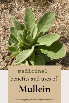 Medicinal Benefits and How to Use Mullein Leaves Raspberry Leaf Tea Benefits, Ear Congestion, Mullein Tea, Apothecary Herbs, Natural Decongestant