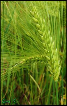 a close up view of some green grass