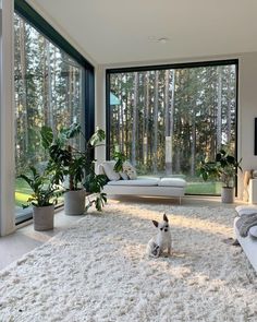 a small white dog sitting on top of a shaggy rug in front of a window