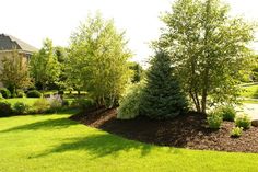 a large yard with trees and bushes in it