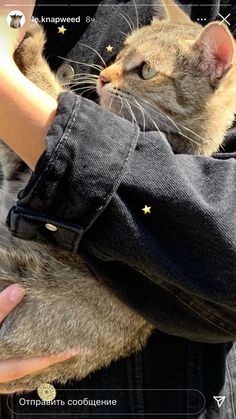 a person holding a cat in their arms