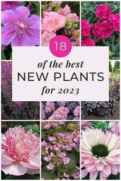 New Plants For 2023 (18 Of The Best New Perennials and Shrubs) Non Flowering Plants With Names, Full Sun Cottage Garden Perennials, Perennials Zone 6 Flower, Best Perennials For Cut Flowers, Early Summer Blooming Perennials, Full Sun Flowers, Panicle Hydrangea, Full Sun Plants, Hydrangea Macrophylla