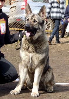 a police dog sitting on the ground next to a man in black jacket and hat