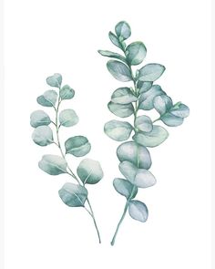 watercolor painting of green leaves on white paper by artist and photographer, carole vandermeer