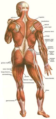 an image of the muscles and their major functions in human body diagram with labels on it