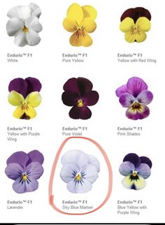 an image of pansies in different colors