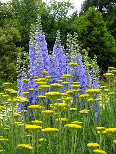 blue and yellow flowers are in the middle of a green field with trees in the background