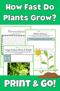 the plant life cycle worksheet for kids to learn how fast do plants grow